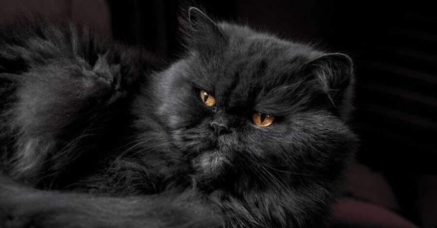 Lista de gatos negros: persa negro