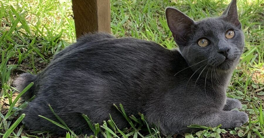 Razas de gatos negro: Manx negro