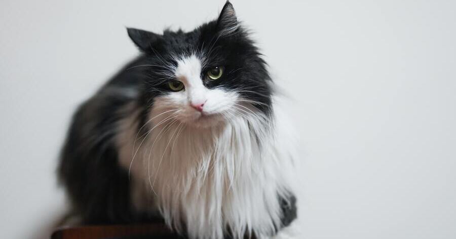 Razas de gatos negro: Ragamuffin negro