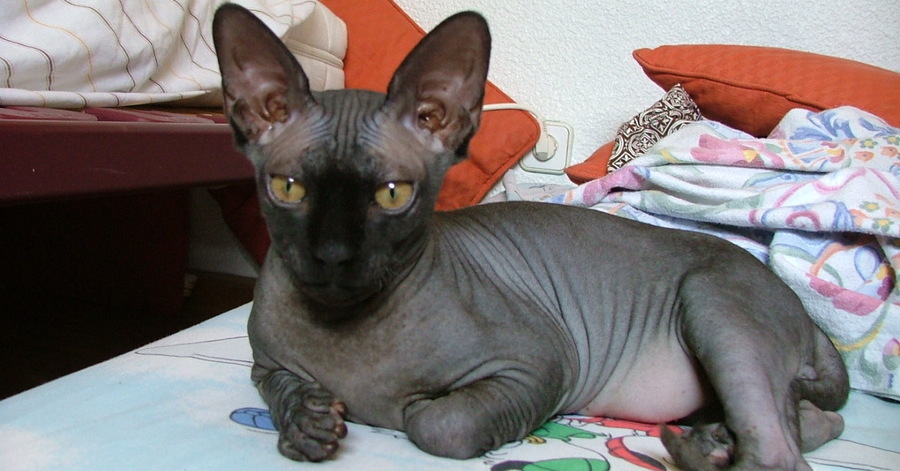 Razas de gatos negros :Sphynx negro