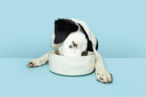Recetas de dieta barf para perros paso a paso