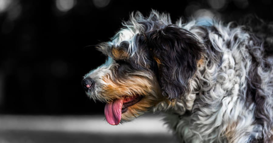 Toda la información e imágenes sobre la raza de perro bernedoodle