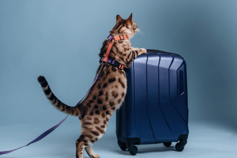 Cómo acostumbrar a un gato a usar el arnés y la correa paso a paso