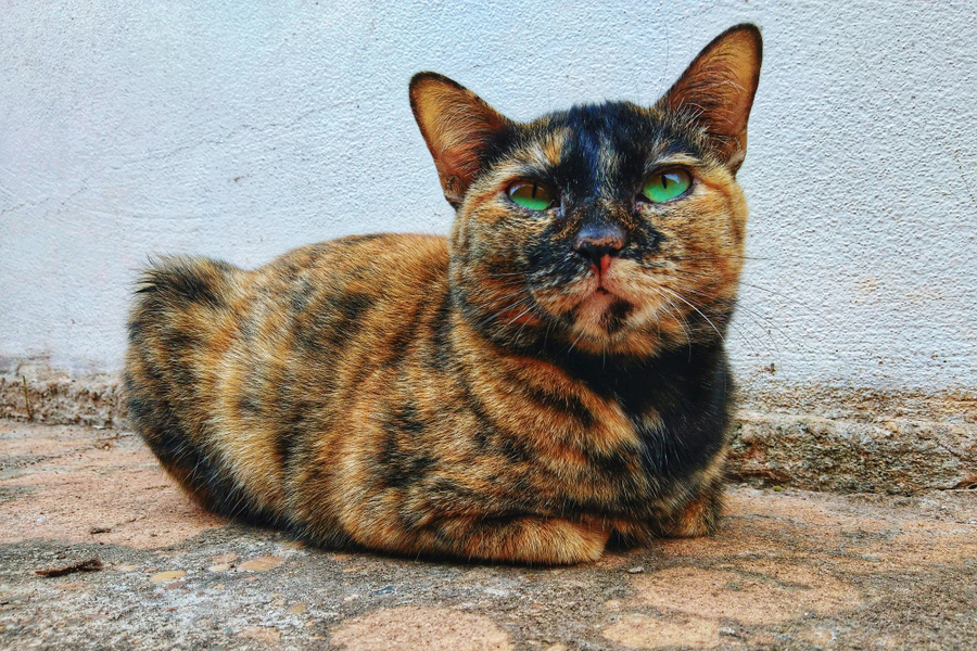 Características del gato carey, curiosidades, carácter y mucho más