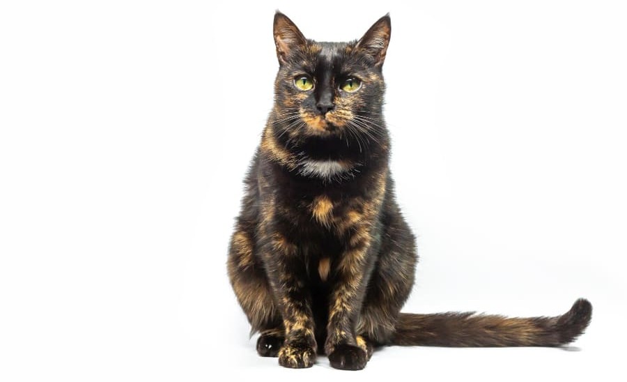 Guía sobre el gato carey con imágenes
