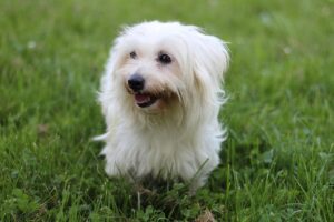 Guía con toda la información del coton de tulear