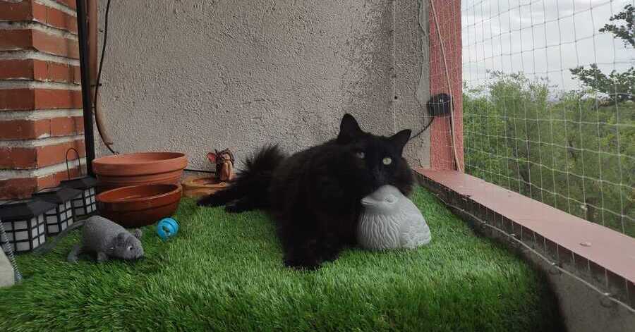 Descubre la emotiva historia de adopción del gato Isidro