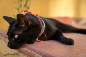 Cuáles son los mejores collares antiparasitarios para gatos