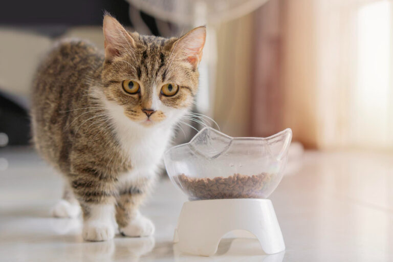 Los mejores piensos para gatos con problemas digestivos