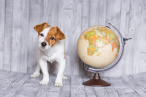 Proyecto rquerquer acciones sostenibles de Tiendanimal para cuidar el planeta