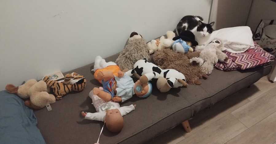 Adopción del gato Emilio por Jesús en Tiendanimal