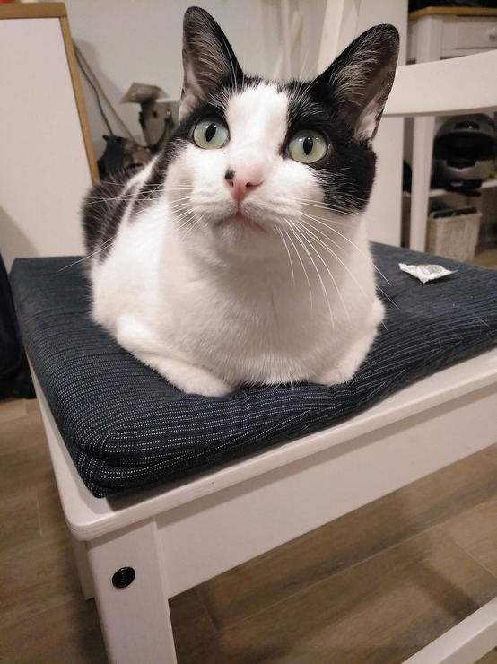 Adopción de Emilio en Tiendanimal