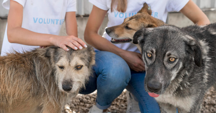 Cómo hacer voluntariado en refugios locales de animales