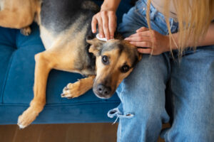 Pasos y materiales para limpiar los oídos y orejas de tu perro