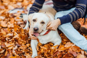 Cuidados de la piel y el pelaje en otoño para perros