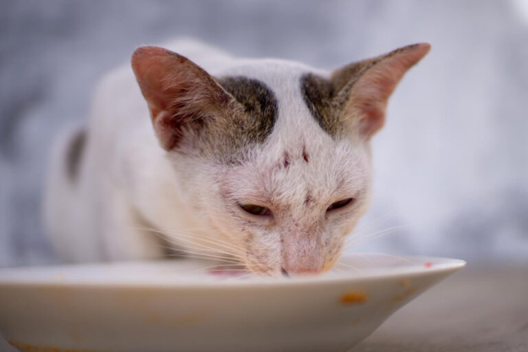 Guía sobre alimentación congelada para gatos: qué es y cuál es la mejor