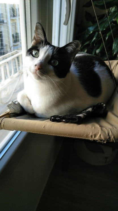 Historia de adopción de Emilio con Adopta con Tiendanimal