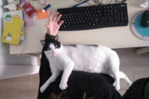 Historia de adopción de Emilio por Jesús