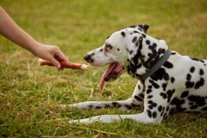 Guía mejores snacks naturales para perros