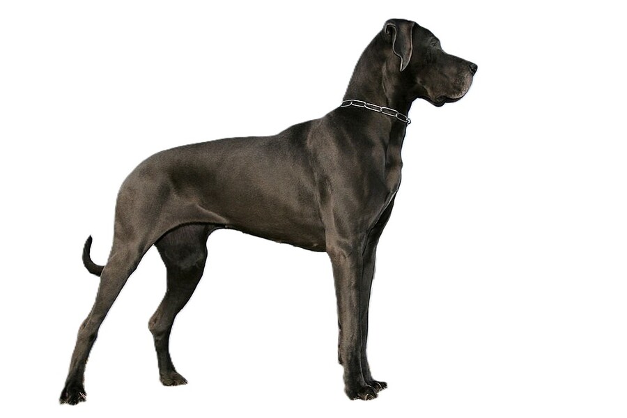 Qué come el Dogo Alemán o Gran Danés y mejores piensos para esta raza