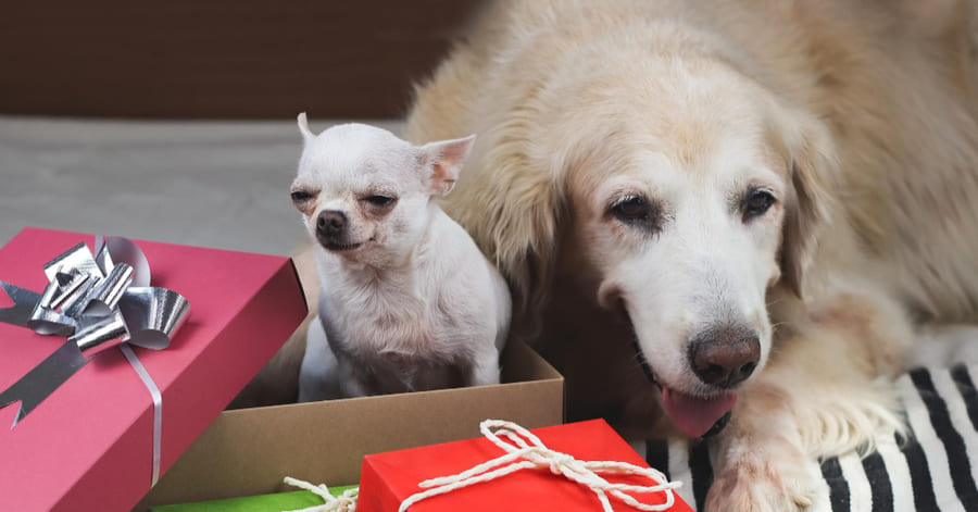 Cómo saber si estás preparado para adoptar (o regalar un animal) estas Navidades