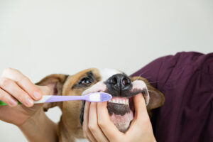 Guía de cuidados de dientes y limpieza bucal para perros mayores o ancianos