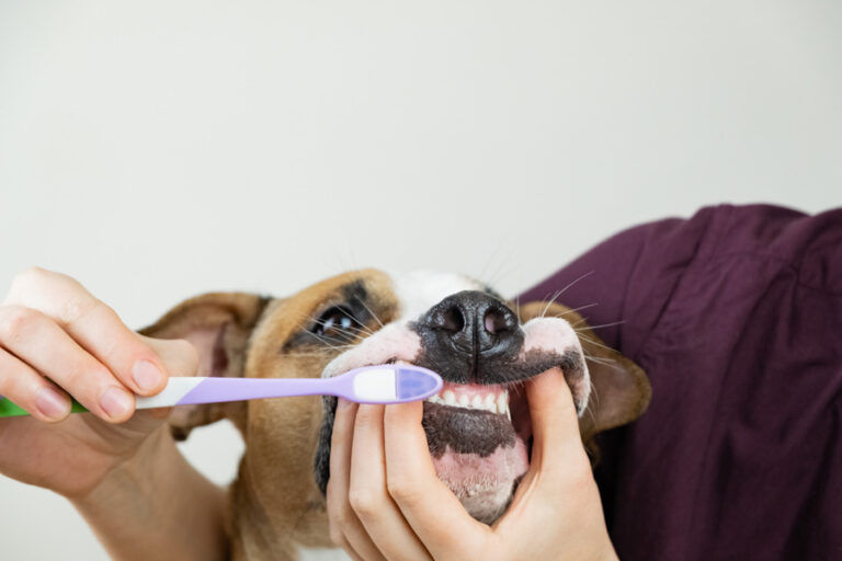 Guía de cuidados de dientes y limpieza bucal para perros mayores o ancianos