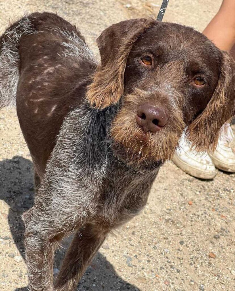 Adopción de Finn en Adopta con Tiendanimal