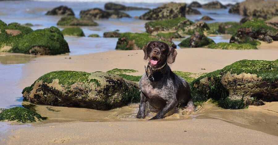 Historia de adopción de Finn