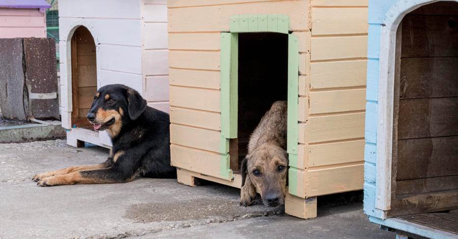 mi perro no quiere entrar en su caseta ¿qué hacer?