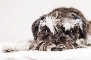 ¿Por qué tiemblan los perros?