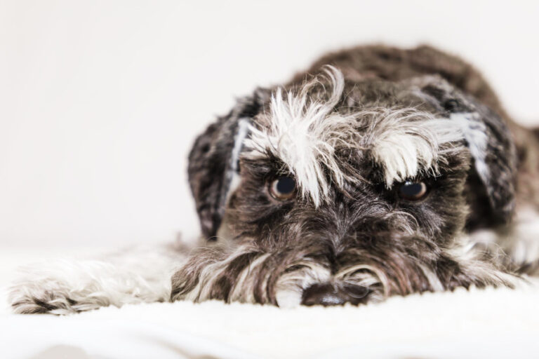 ¿Por qué tiemblan los perros?