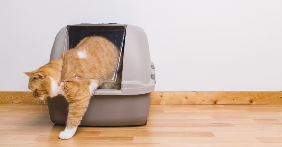 Qué es, ventajas y mejor arena de maíz para gatos