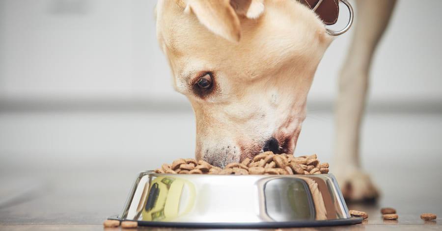 Cómo elegir el mejor pienso monoproteico para tu perro