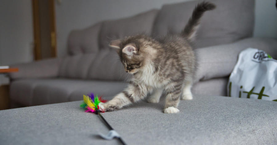 Tipos y mejores juguetes para gatitos o gato bebés