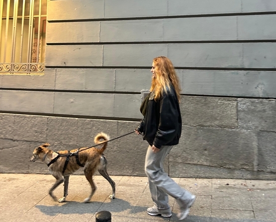 Adopción en Tiendanimal de Tay