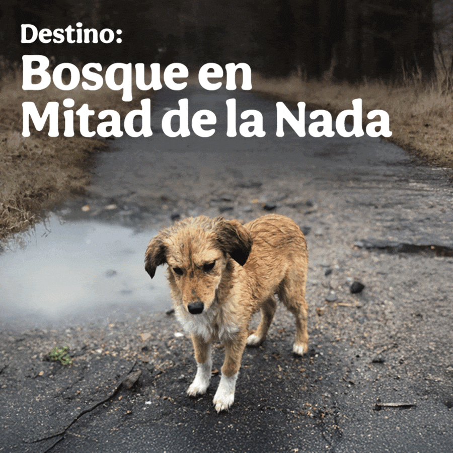 Campañas resumen año 2025