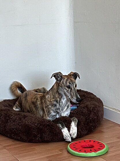 Descubre la historia de Tay, perro que fue adoptado