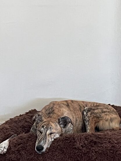 Historia de adopción de Paula y Tay