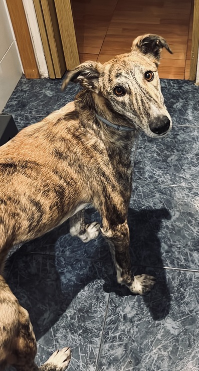 Historia de adopción de Tay