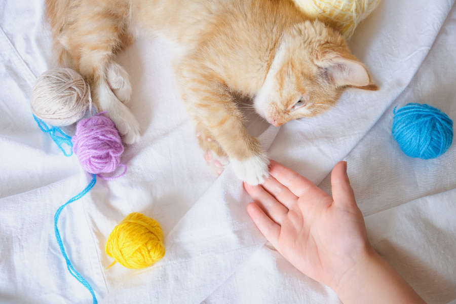 ¿Es bueno jugar con gatos con las manos?