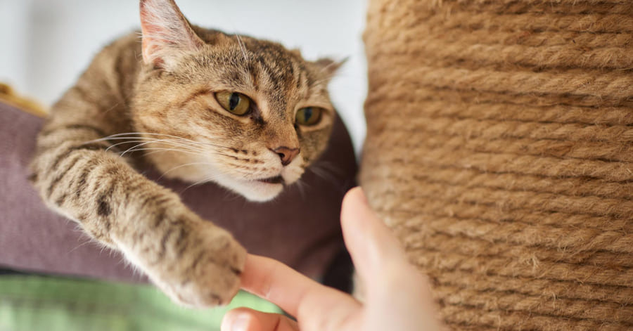 Jugar con las manos con un gato ¿por qué no es bueno?