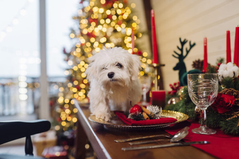 ¿Los perros pueden comer turrón? Descúbrelo aquí