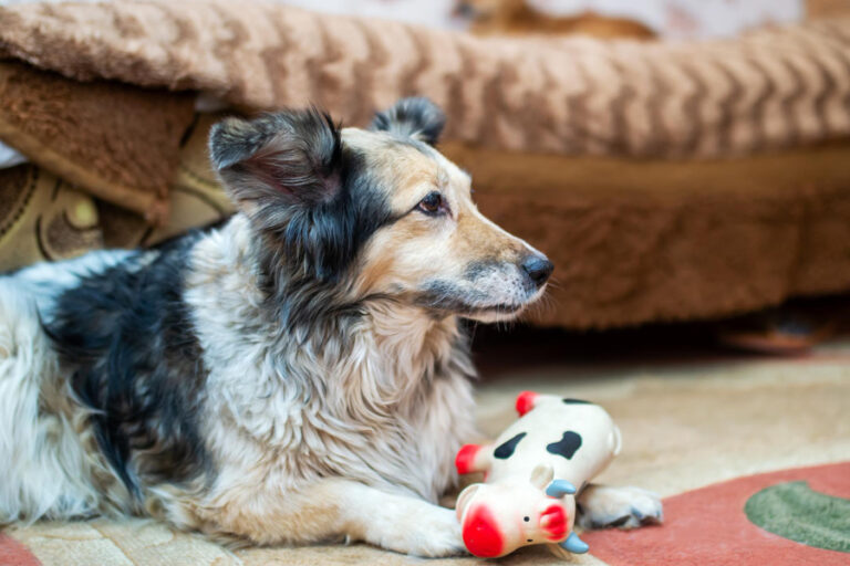 Tipos de juguetes para perros mayores ¿cuáles son los mejores para seniors?
