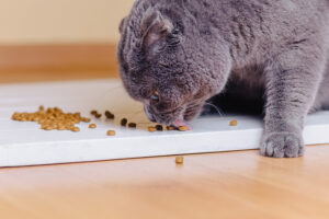 Los mejores piensos científicos para gatos y sus beneficios