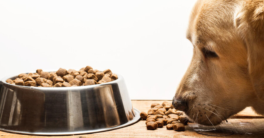 Mejores piensos científicos para perros: qué son y beneficios