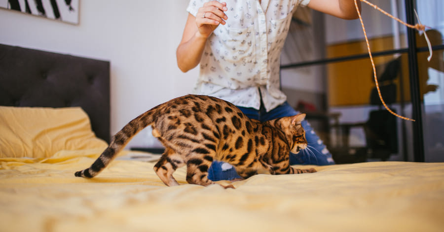 Cómo elegir los mejores juguetes para tu gato anciano