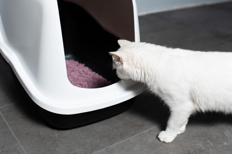 Mi gato maúlla en el arenero: qué hacer y causas