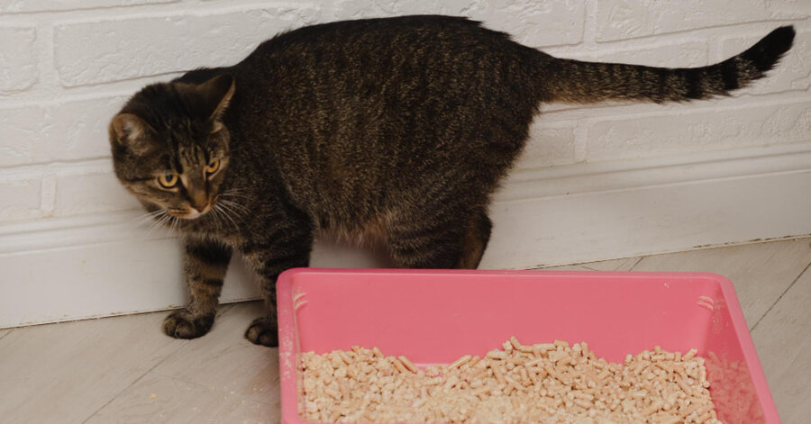 Qué hacer si mi gato maúlla en el arenero