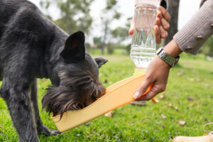 Mi perro bebe mucha agua: causas, cuándo preocuparse y qué hacer